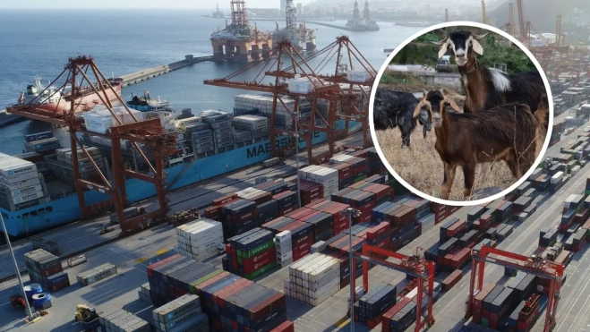 Imagen del puerto de Santa Cruz de Tenerife junto a ganado. / MONTAJE AH