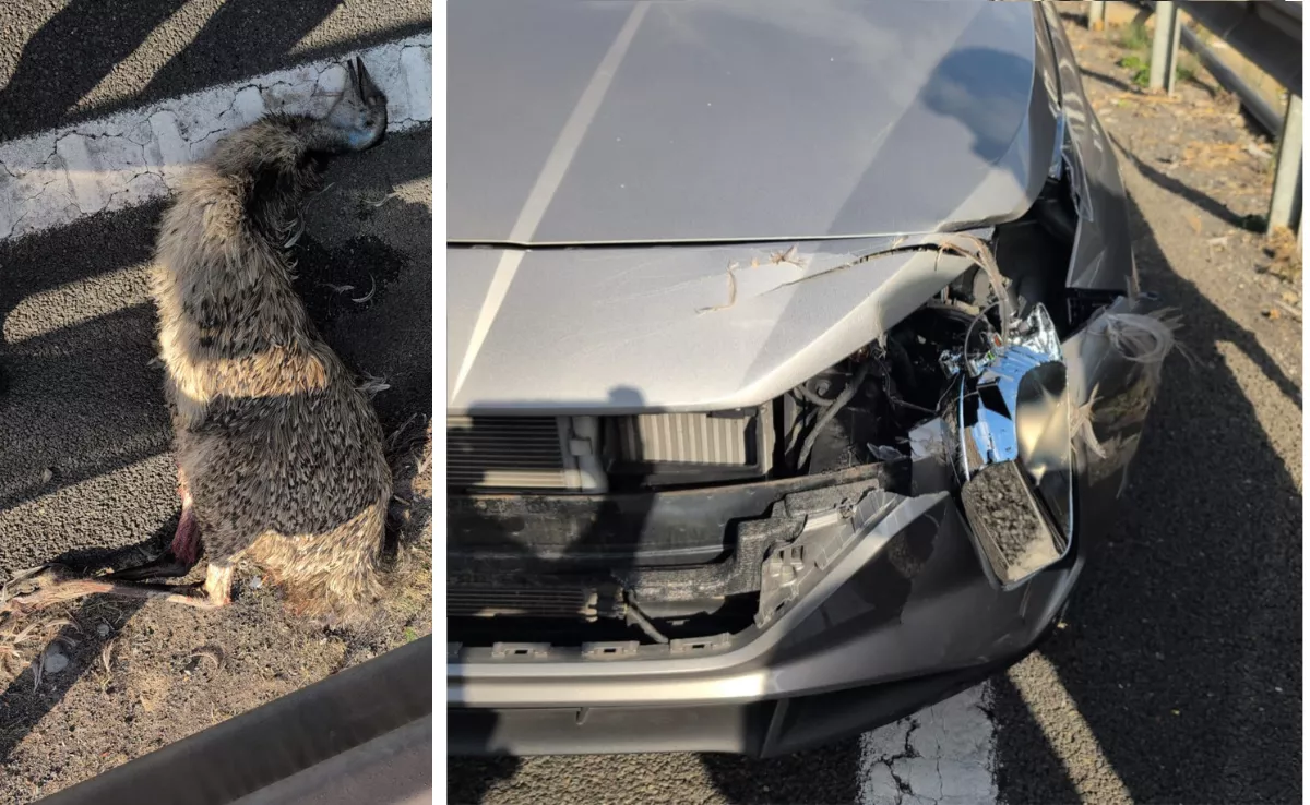 El emú, tras ser atropellado por el coche, en Albiturria, Las Palmas de Gran Canaria. / AH