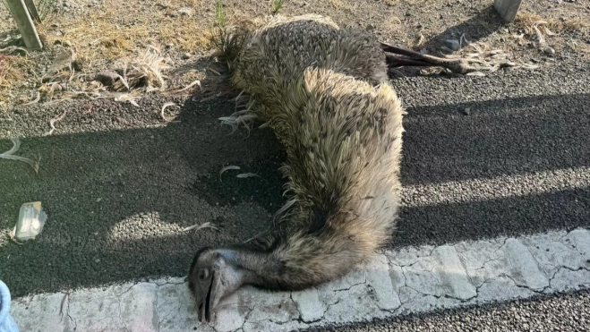 Diseño sin título (75) Diseño sin título (75)