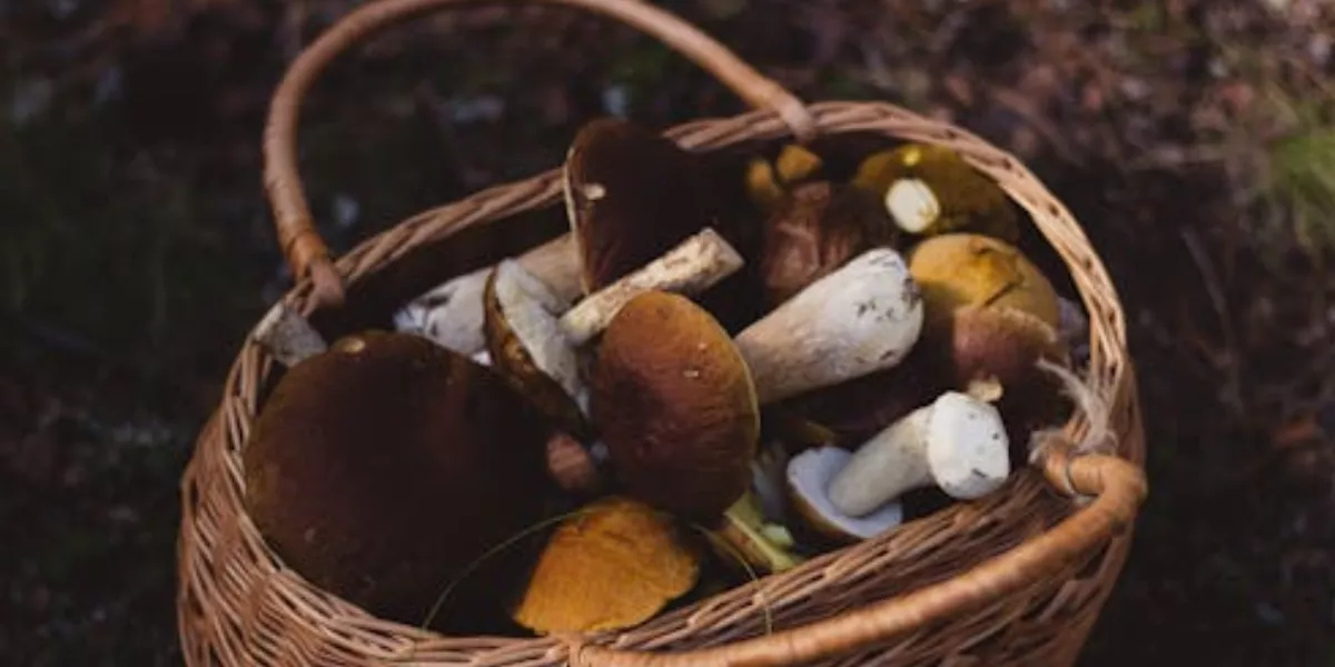 Imagen de una cesta llena de setas / PEXELS
