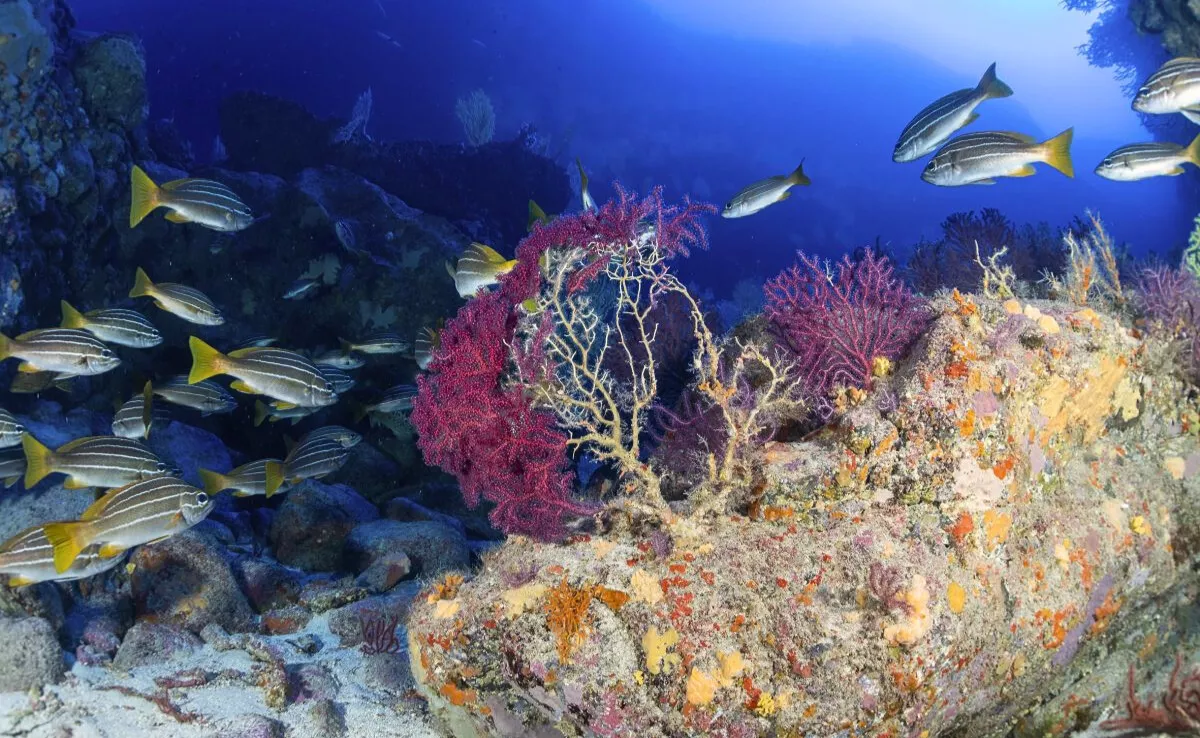 Corales en Canarias y su papel como refugio para la fauna marina de las Islas. 
