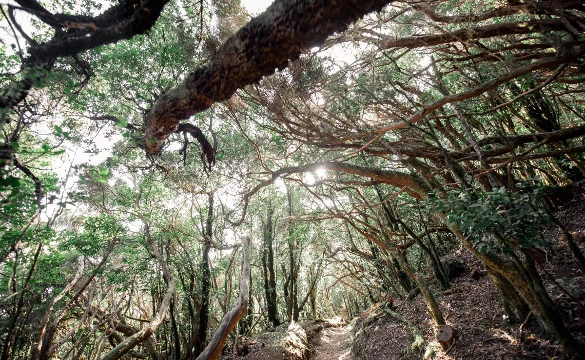 Bosque de Canarias. / IMAGEN DE LA RED