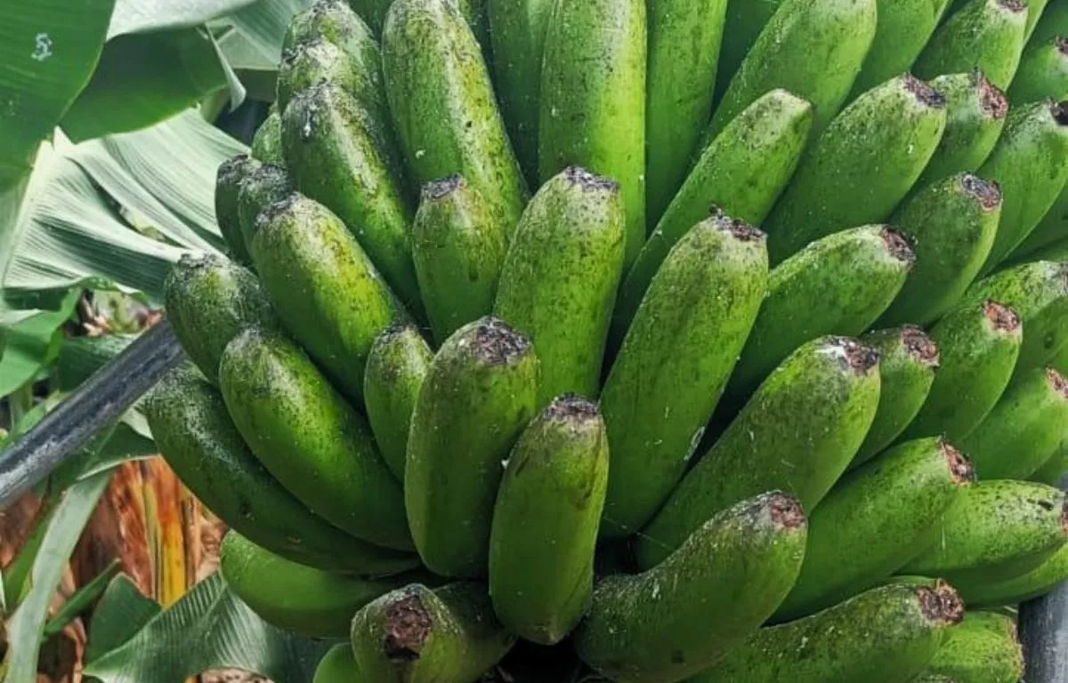 Plátanos afectados por una plaga. AH