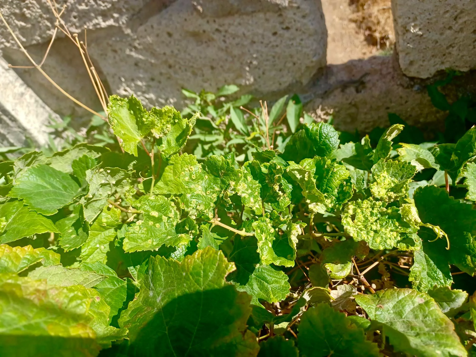Imagen de un caso de filoxera en Tenerife. / GOBIERNO DE CANARIAS