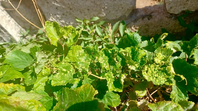 Imagen de un caso de filoxera en Tenerife. / GOBIERNO DE CANARIAS Imagen de un caso de filoxera en Tenerife. / GOBIERNO DE CANARIAS