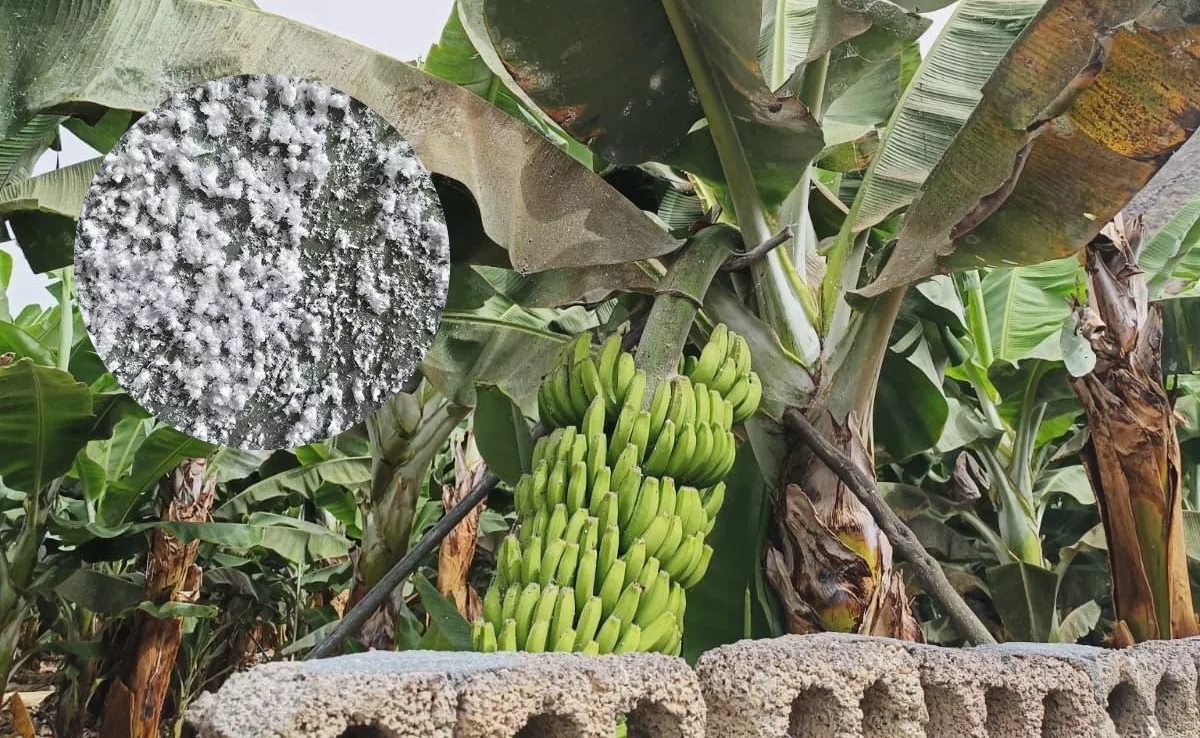 Imagen del estado de una platanera en Canarias. / CEDIDAS