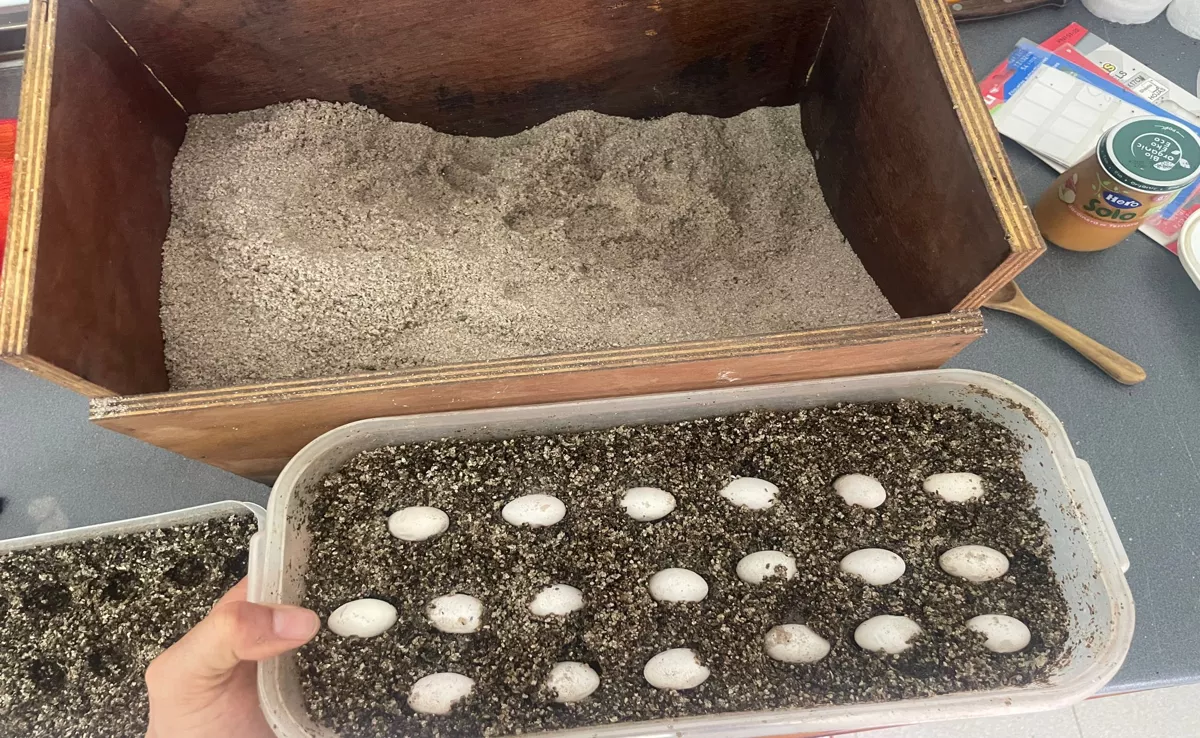 Huevos de lagarto gigante de El Hierro, especie amenazada / CABILDO DE EL HIERRO