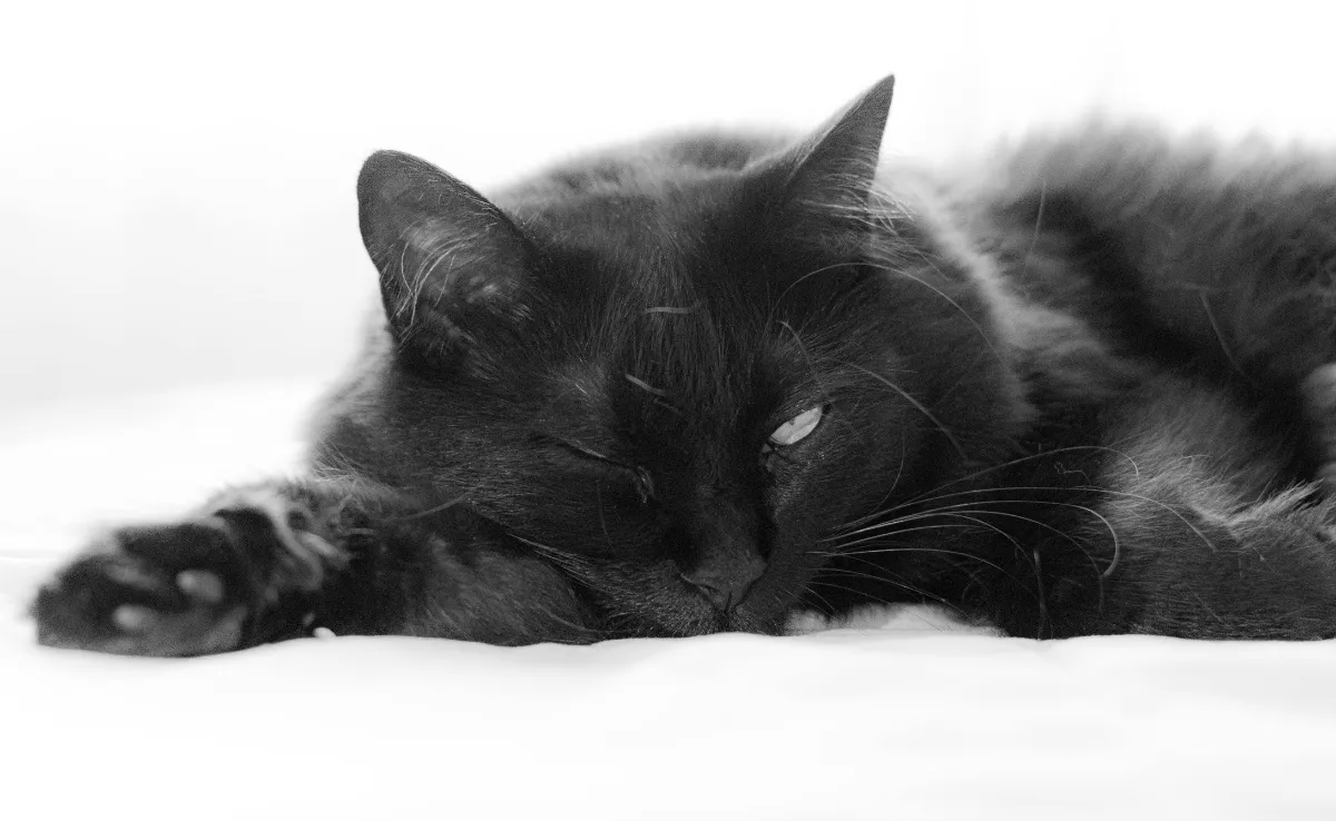 Imagen de un gato negro / CANVA