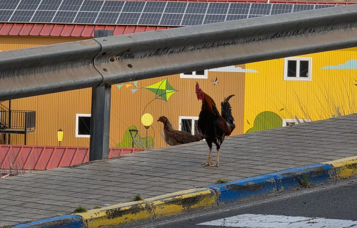 Adiós al corral urbano: el Ayuntamiento limpia nueve barrios de gallinas y pollos