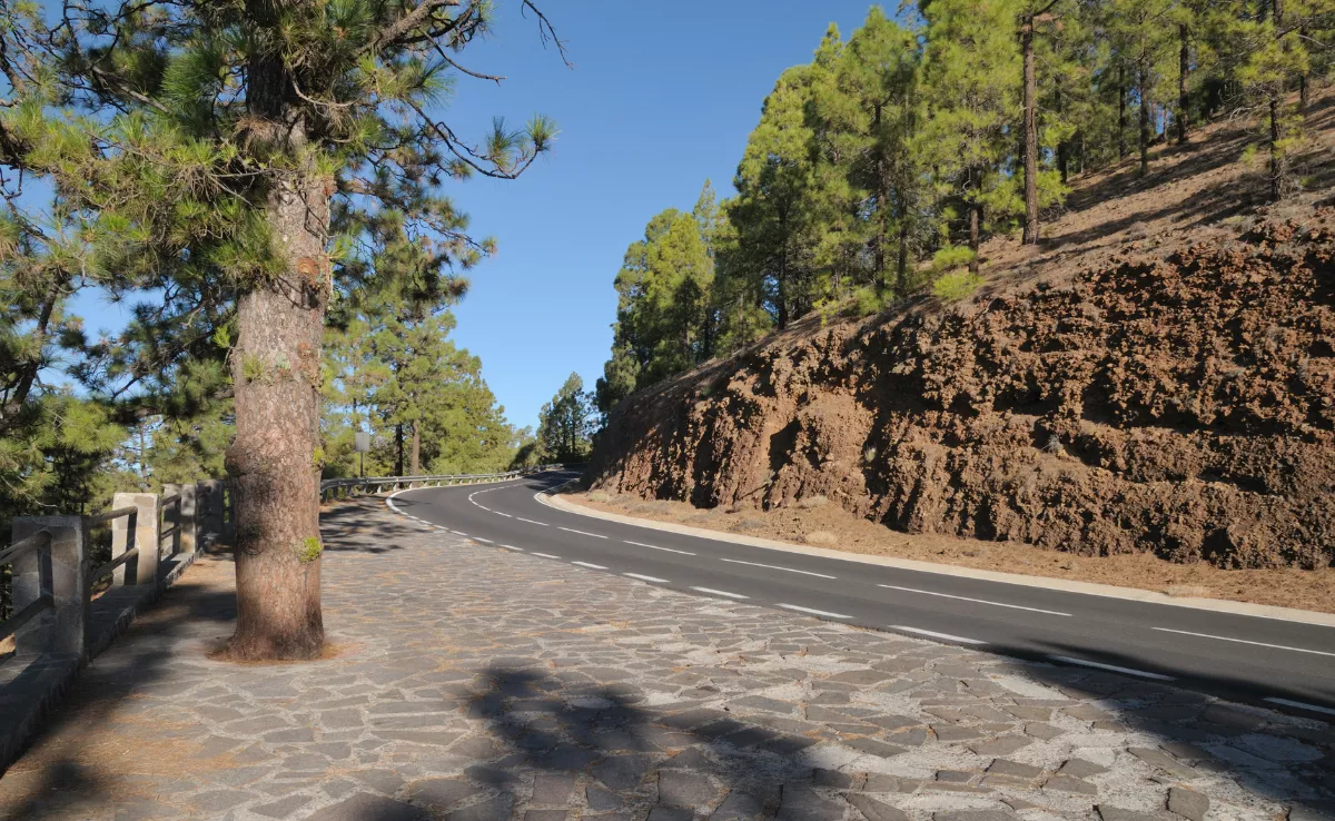 Carretera en una zona forestal en Canarias. / IMAGEN DE LA RED