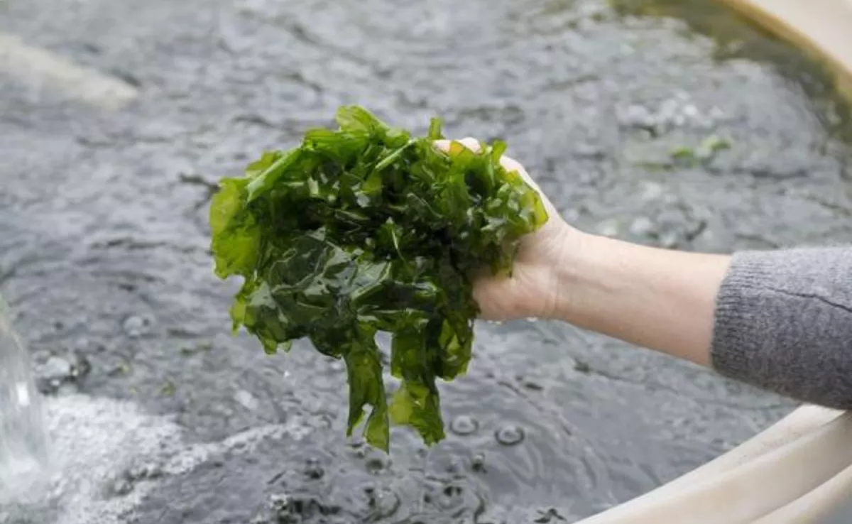 Imagen de archivo de algas / ULPGC