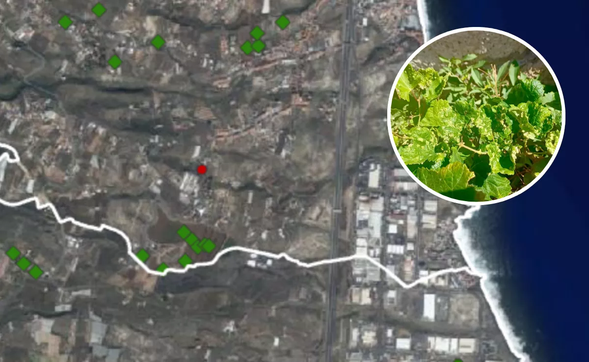 Caso de filoxera positivo en Candelaria. / MONTAJE AH