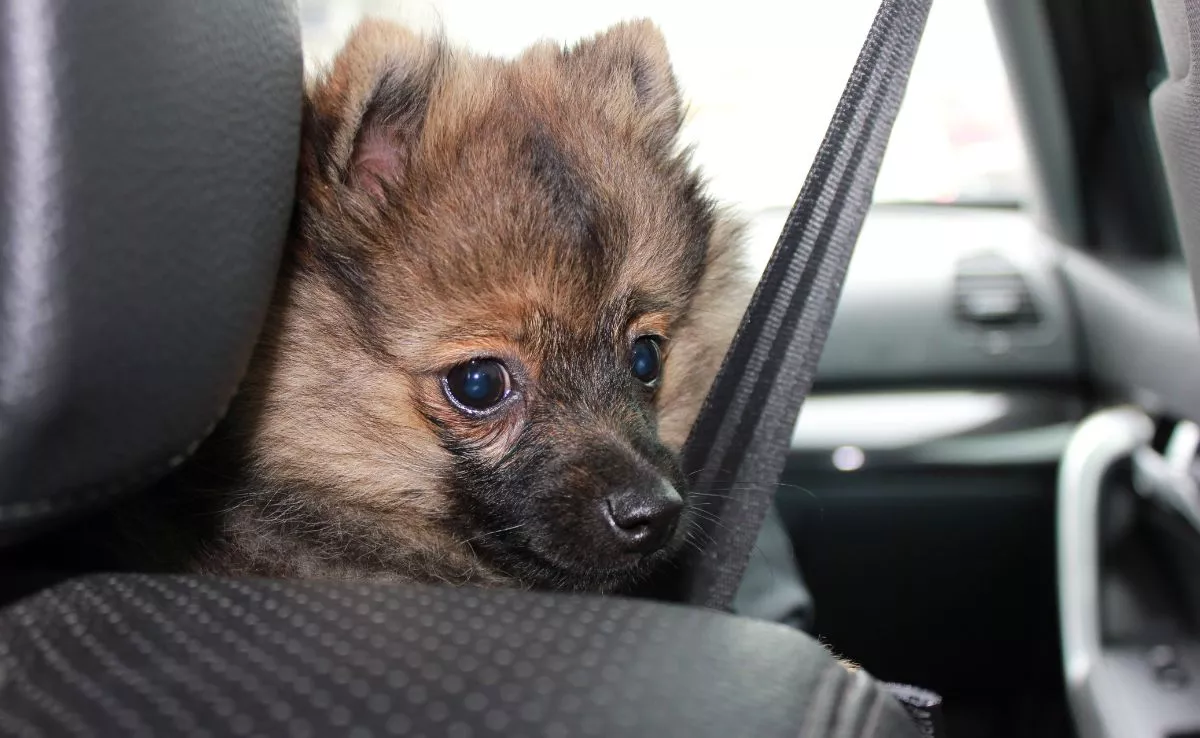 Perro dentro de un coche. /PxHere