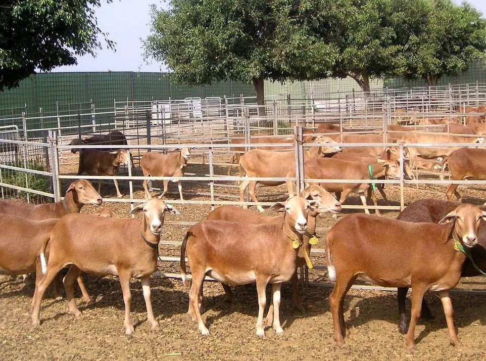 Raza ovina canaria de pelo de la ganadería en las Islas. / ASOCIACIÓN DE CRIADORES DE OVINO CANARIO DE PELO (OVICAN) 