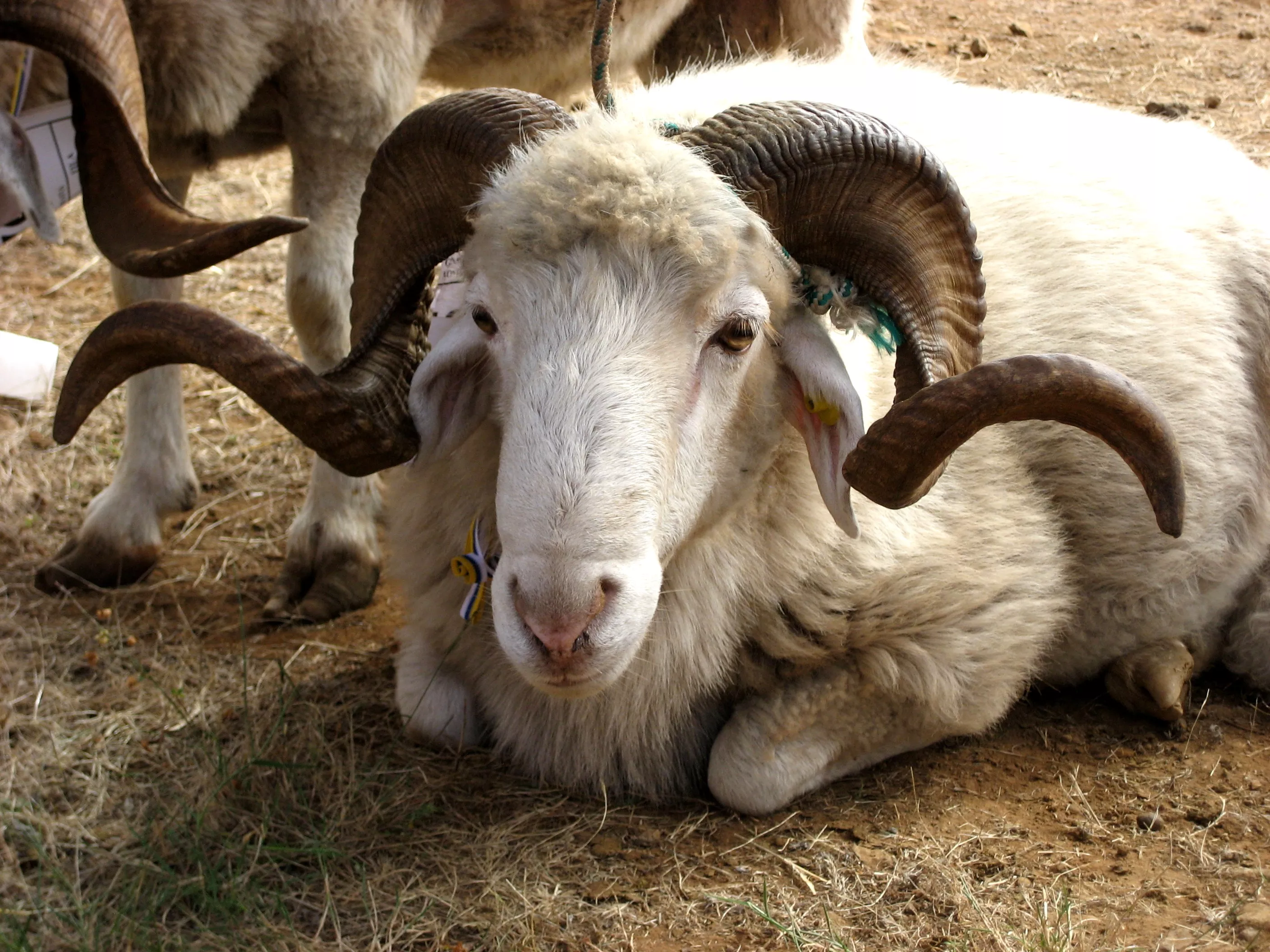 Oveja palmera. / ASOCIACIÓN DE CRIADORES DE OVEJA PALMERA