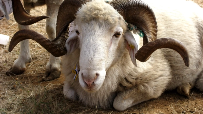 feria san antonio 2007 feria san antonio 2007