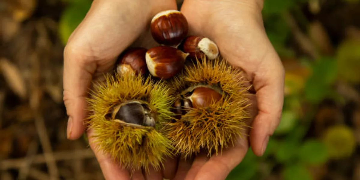 Imagen de una persona sosteniendo castañas / PEXELS