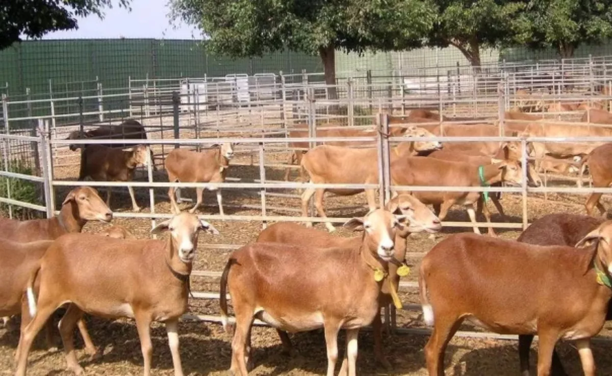 Raza ovina canaria de pelo de la ganadería en las Islas. / ASOCIACIÓN DE CRIADORES DE OVINO CANARIO DE PELO (OVICAN) 