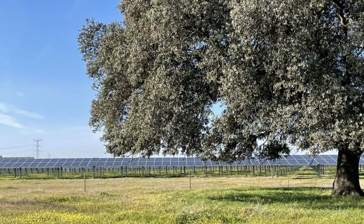 Encinas y paneles solares. /UNEF