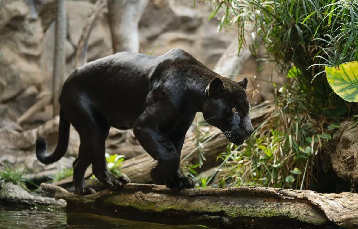 Tito, el nuevo jaguar negro de Loro Parque, procede del zoológico de Hodonín (República Checa). AH
