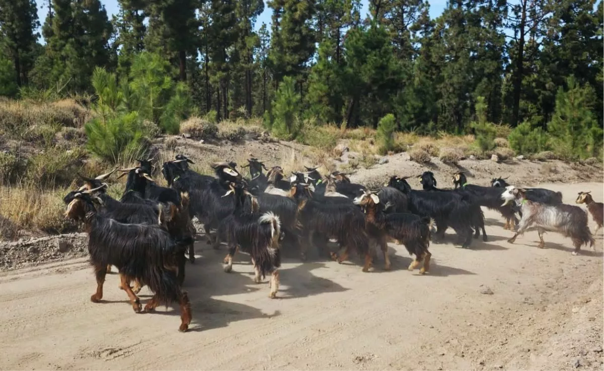'Cabras bombero' para la prevención de incendios. /Cedida
