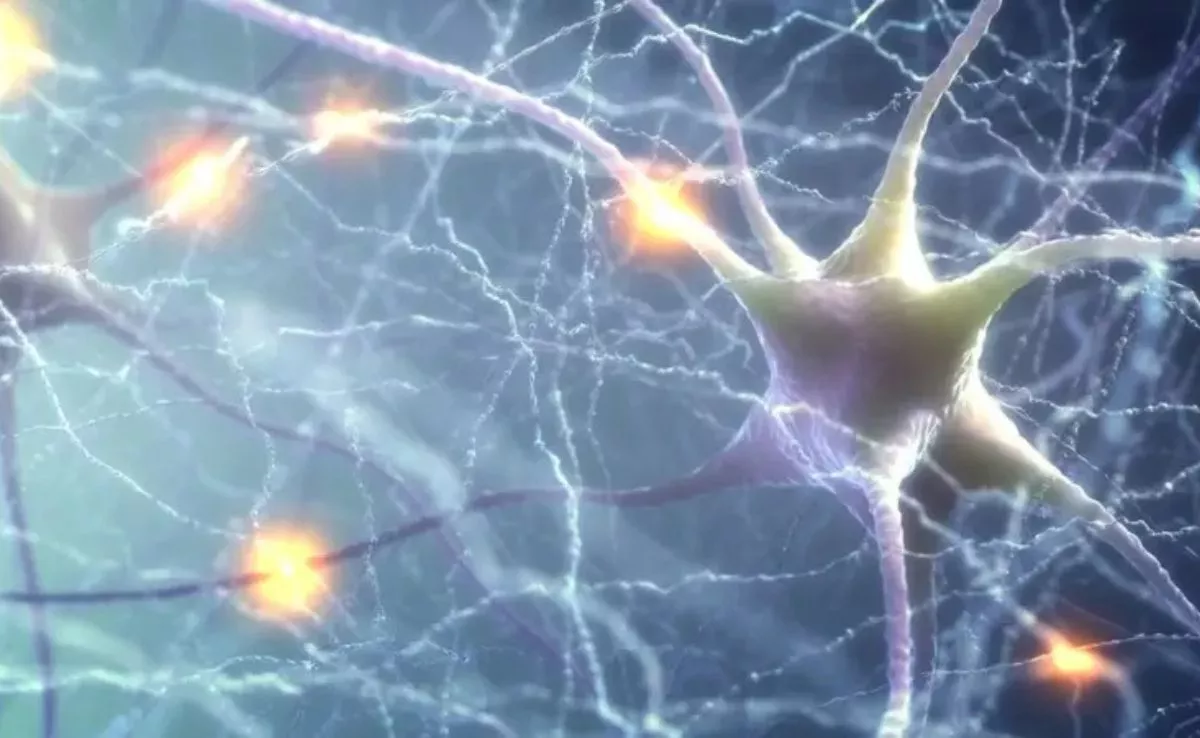 Representación artística de neuronas del cerebro humano. /Archivo