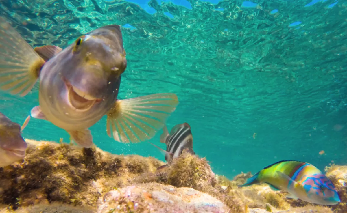 Un estudio revela que las comunidades de peces de arrecife del archipiélago están cambiando debido al aumento de las temperaturas / CABILDO DE GRAN CANARIA