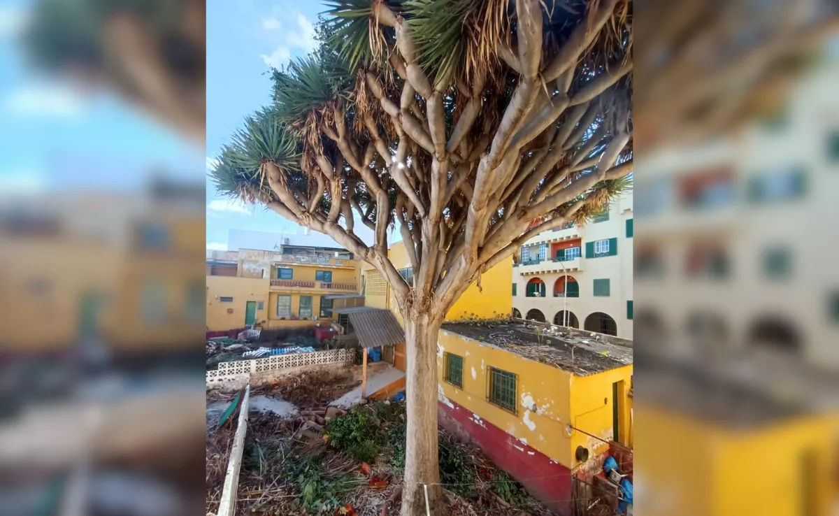 Drago en la calle Mazurca  de La Laguna que un particular pretende talar./ ATAN