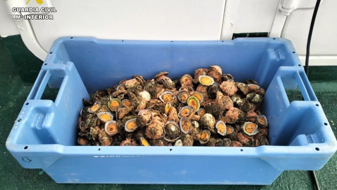 Lapas incautadas por la Guardia Civil Lapas incautadas por la Guardia Civil