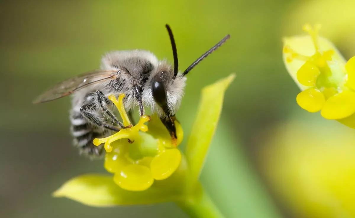'Colletes moricei', especie endémica de Canarias, evaluada como 'vulnerable'. / ULL / Gustavo Peña