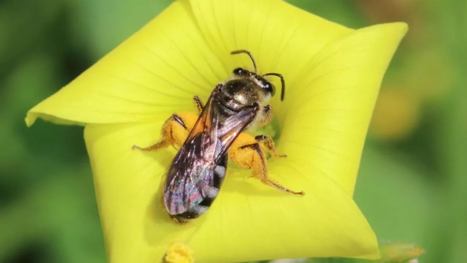 'Lasioglossum chalcodes' (hembra), . Francisco MolinaPolinizadores de Canarias 'Lasioglossum chalcodes' (hembra), . Francisco MolinaPolinizadores de Canarias