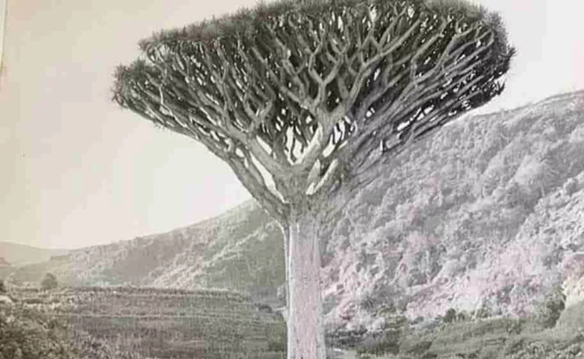 Foto antigua del drago de San Antonio, en Icod, salvado en 1961, con más de 300 años./ ATAN