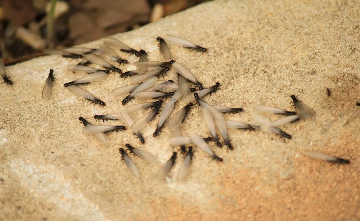 Termita subterránea ('Reticulitermes flavipes'). /inaturalist