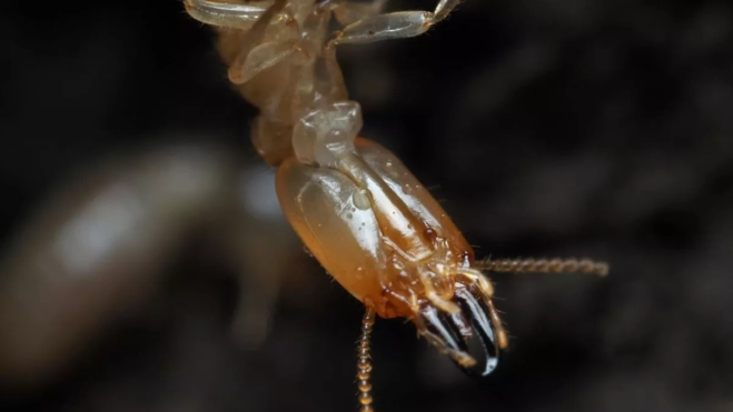 Termita subterránea (Reticulitermes flavipes). inaturalist (1) Termita subterránea (Reticulitermes flavipes). inaturalist (1)
