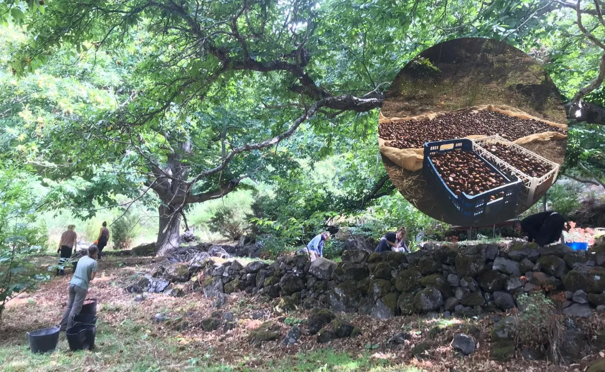Imagen de agricultores trabajando en fincas de castañas en La Palma. / CEDIDAS