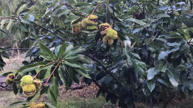 Imagen de un castañero en La Palma. / CEDIDA Imagen de un castañero en La Palma. / CEDIDA