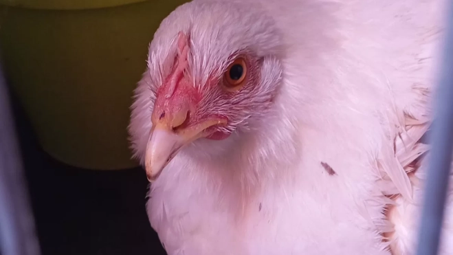 Imagen de la gallina herida en El Sauzal. / REDES Imagen de la gallina herida en El Sauzal. / REDES