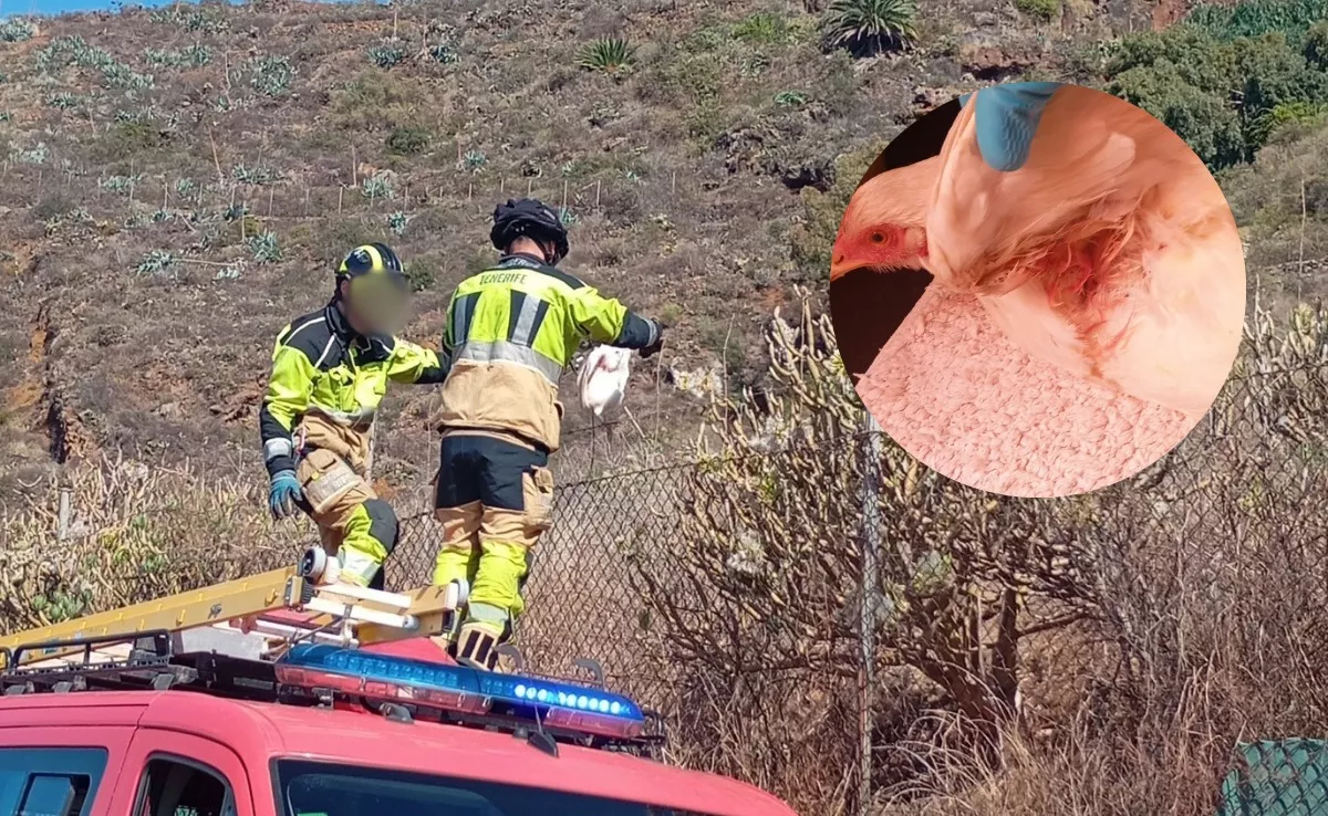 Los bomberos de Tenerife rescatan a una gallina en el municipio de El Sauzal. / REDES