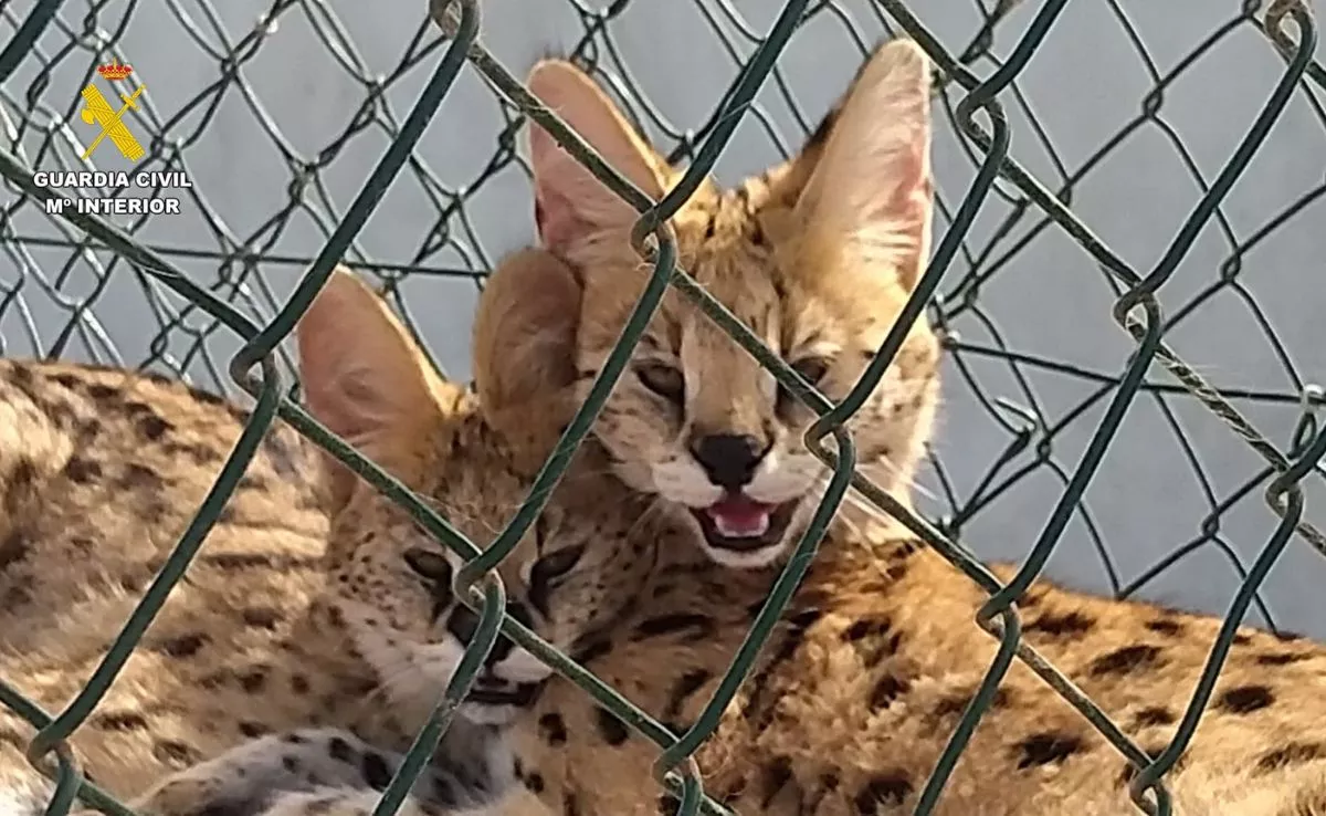 Dos de los cinco ejemplares de 'Leptailurus serval' encontrados por la Guardia Civil. /Cedida