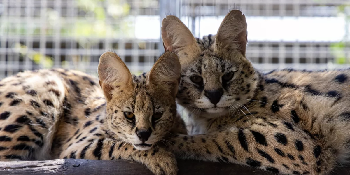 Imagen de los servales de Jose 'El del Bueque' / OASIS WILDLIFE FUERTEVENTURA
