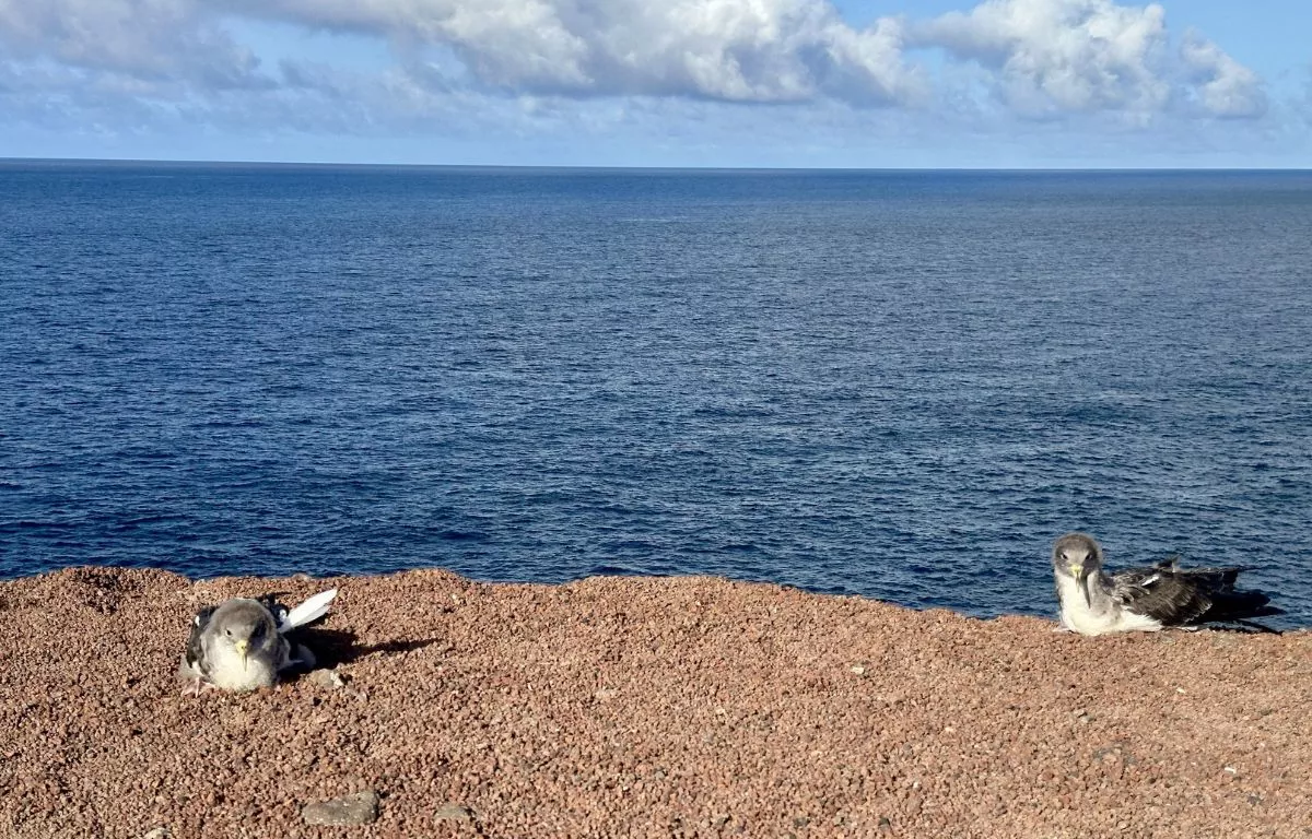 Varios ejemplares de pardelas cenicienta. 