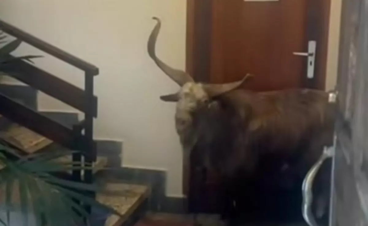 Imagen del chivato que se coló en las oficinas de Puntagorda, en La Palma. / REDES