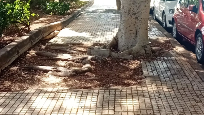 Raíces de árboles y aceras Raíces de árboles y aceras