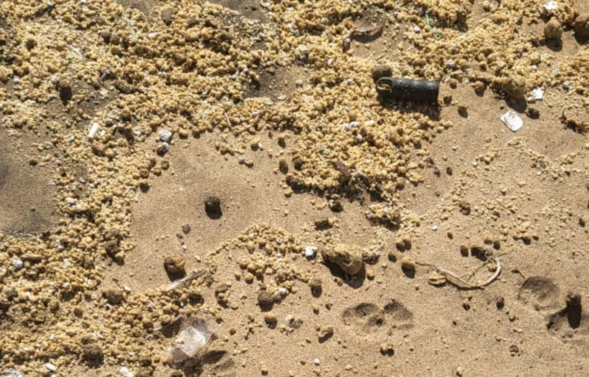 Contaminación provocada por los restos de peces muertos en la playa de Aguadulce (Telde). ALBERTO LEY- AH