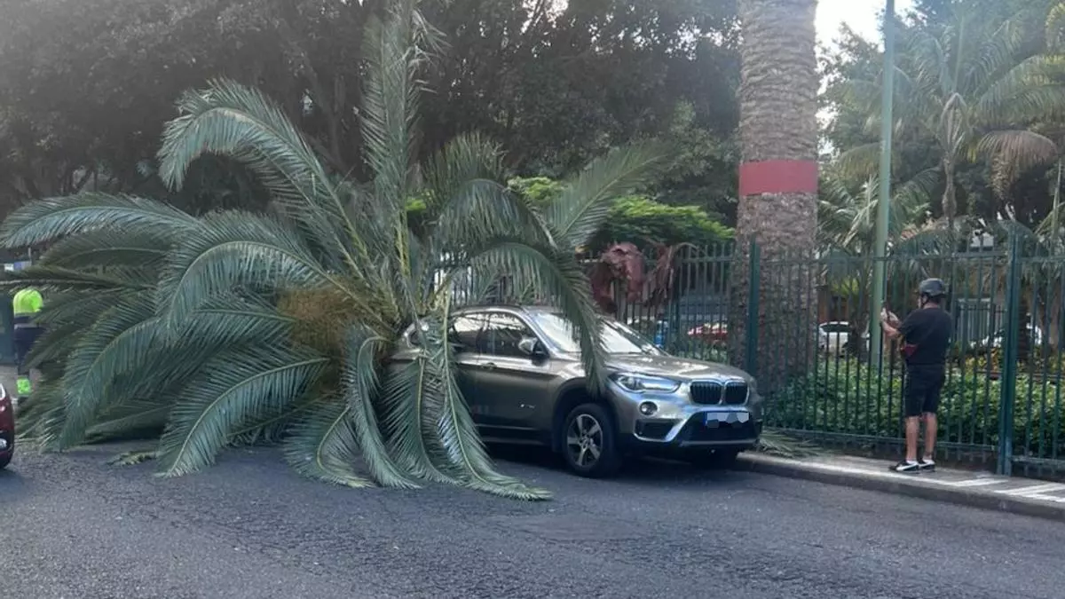Una palmera de 300 kilos cae sobre dos coches en Las Palmas de Gran Canaria. AH