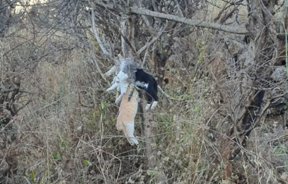 Indignación en Tenerife por el hallazgo de tres gatos ahorcados en el monte de La Esperanza. AH