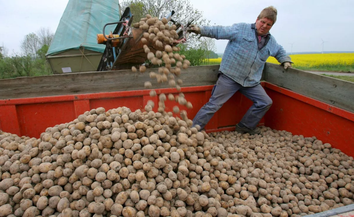 Imagen de un productor de papas en Europa / EFE
