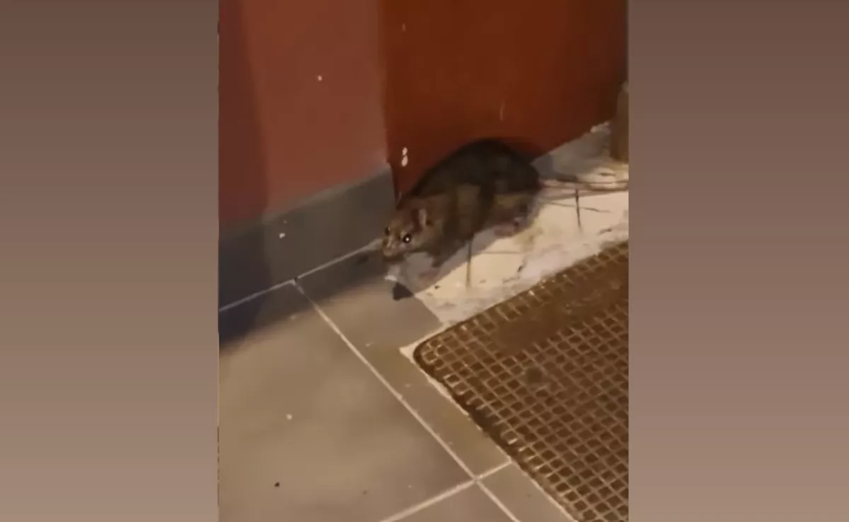 Imagen de una rata en el municipio tinerfeño de La Laguna. / REDES