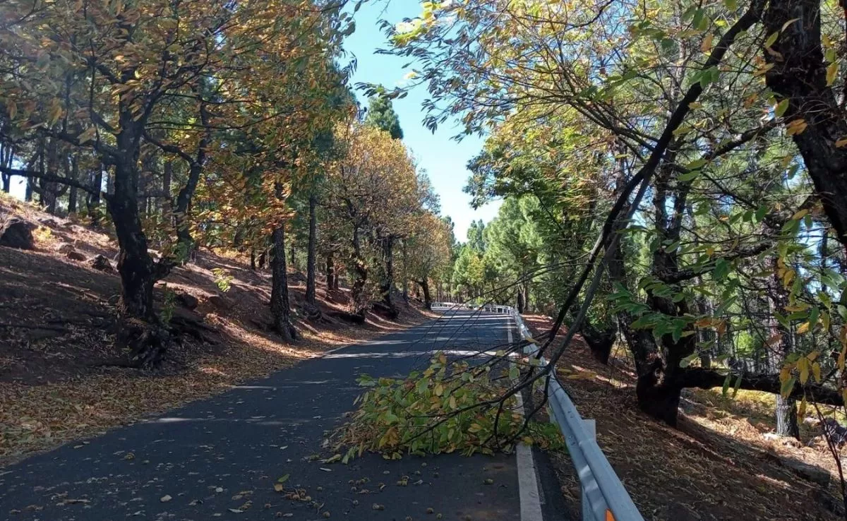 Un árbol caído en una carretera de Gran Canaria. /Cabildo de Gran Canaria