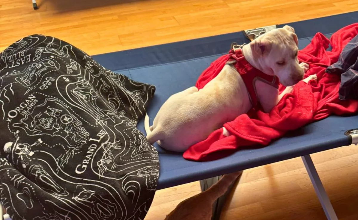 Un perro en una cama de la Cruz Roja durante la borrasca Claudia en Las Palmas./ CRUZ ROJA